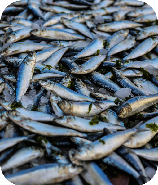 Muitos peixes pescados.