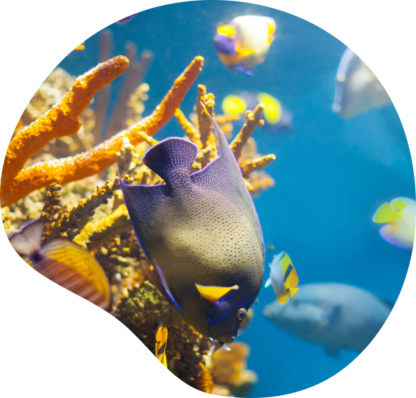 peixe em volta de plantas.